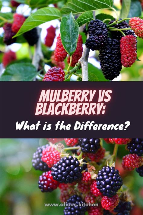 blackberry tree vs mulberry.